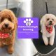 Pawfect Nursing and Grooming - Ingleby Barwick Hub