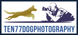 ten77 dog photography - ingleby barwick hub